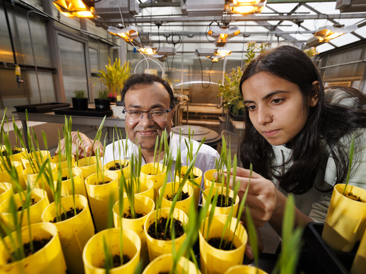 Shaonpius Mondal and graduate student Sofiya Arora look over wheat plants growing in an East Campus greenhouse.